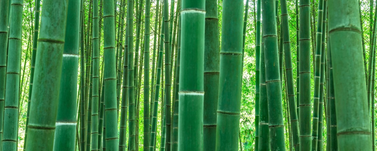 竹素材